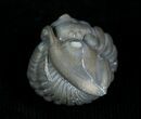 Enrolled Flexicalymene Trilobite From Indiana #5522-1